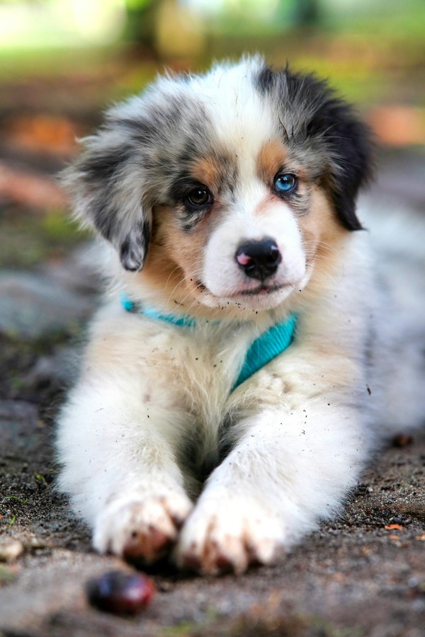 A puppy lying on the ground