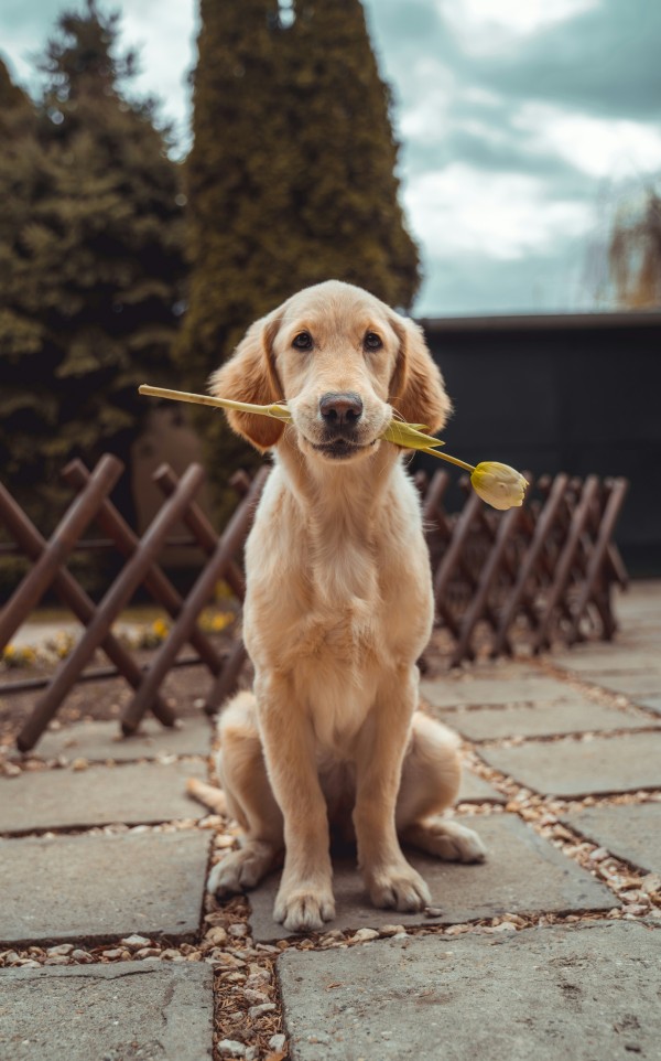 A dog holding a flower in its mouth